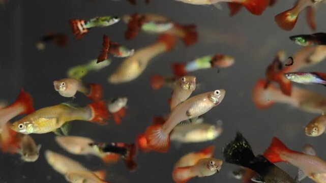 Small guppies swim gracefully in a clear aquarium, displaying a variety of colors and patterns. Sunlight illuminates the water, creating a calm and serene atmosphere for these lively fish.