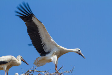 Stork in Romania