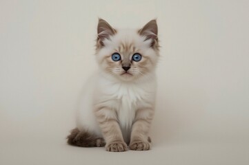 Studio Kitten Portrait Fluffy Cream Ragdoll, Blue Eyes, Neutral Background, Pet Adoption
