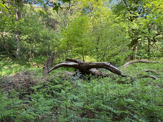 Surrounded by lush greenery, a large fallen tree stretches across the forest floor. The sunlight filters through the canopy, casting dappled light on the ferns  and leaves below, Cullingworth, UK
