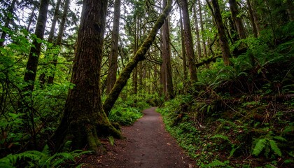 Obraz premium A shaded forest path winds through lush greenery, dappled with sunlight, showcasing ancient trees and vibrant ferns.