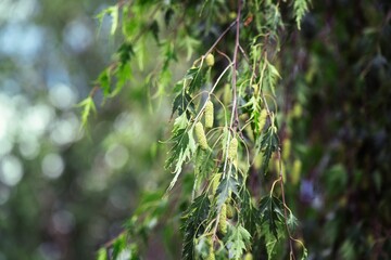 fresh green birch tree buds on a branch in early spring