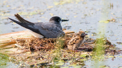 black winged blackbird