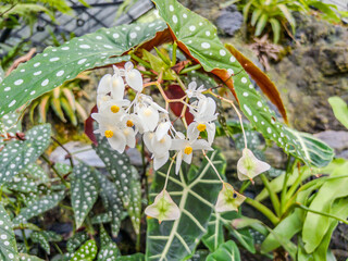 striking Begonia maculata plant with its distinctive white polka dots on large, green leaves and a cluster of delicate white flowers.