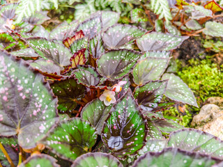 close-up of a Begonia with vibrant mottled pink and green leaves and a single, small white flower in the center.