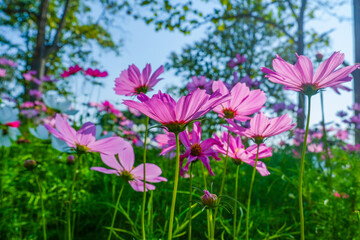 Beautiful pink cosmos flowers blooming in garden,spring season.
