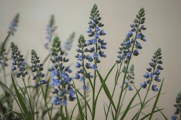 Blue flowers bloom indoors, neutral background, botanical study