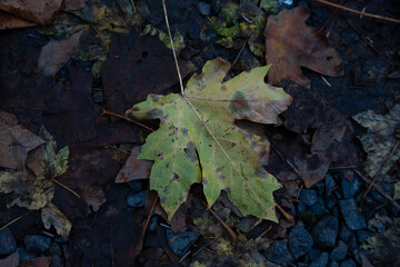 Autumn Leaf on Forest Ground
