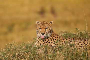 Cute cheetah