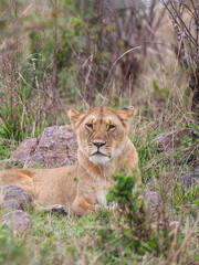 Lioness in Masai Mara