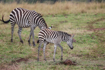 Baby zebra