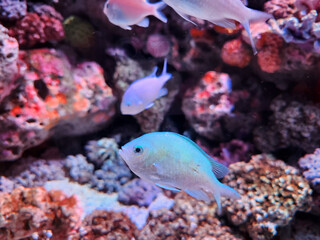 Blue-green Puller, scientifically known as Chromis viridis. 