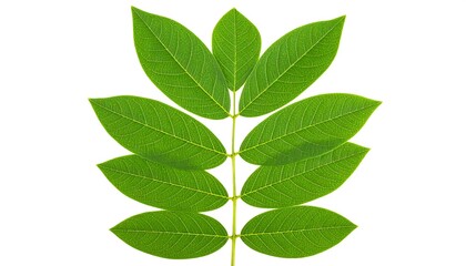 Obraz premium Green leaves on white background