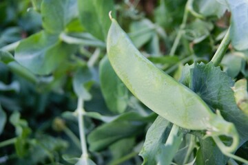 Green pea pods on a bush in a milky ripe garden