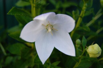 Platycodon grandiflorus, also known as balloon flower