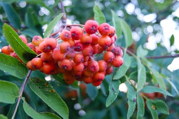 Bunches of red rowan on a tree in a light spider web against the background of greenery and blue sky. Delicious harvest