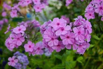 Pink flower - phlox paniculata. Phlox paniculata. Horizontal Photo
