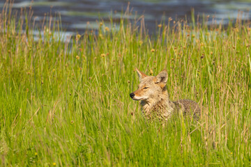 Wild Coyote Surveys Marsh in Edmonds Washington