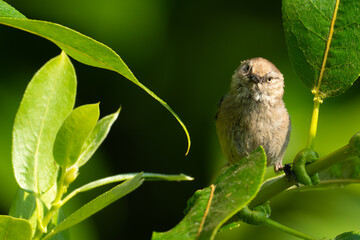 Bushtit Bird With Puzzled Look in Tree
