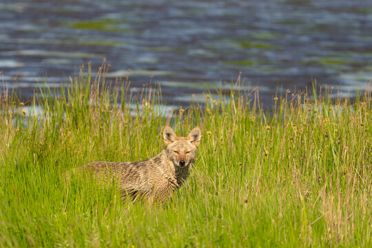 Wild Coyote Surveys Marsh in Edmonds Washington