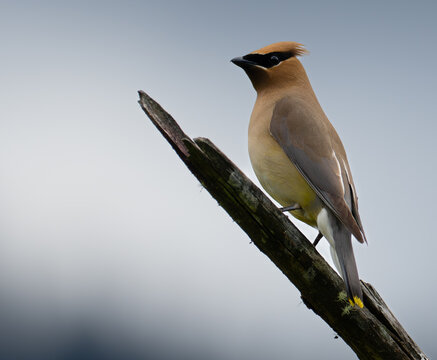 Cedar Waxwing Perched on Branch Bird Portrait