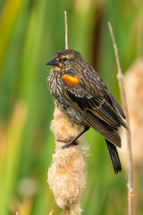 Young Male Red-Winged Blackbird Perched on Cattail