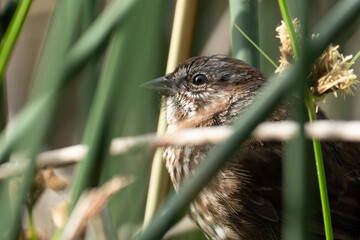 Portrait of Song Sparrow in Reeds