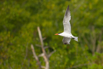 Caspian Tern in Flight on Summer Day