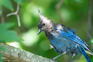 Beuatiful Blue Steller's Jay Portrait