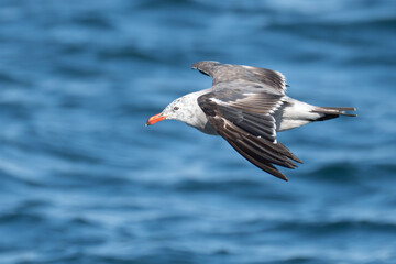 Heerman's Gull Portrait in Puget Sound
