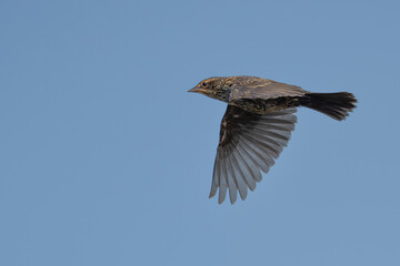 Female Red-Winged Blackbird in Flight