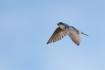 Obraz premium Tree Swallow Catches Insect in Flight