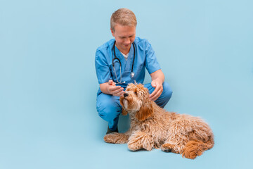 A male veterinarian young man in a blue uniform with a curly brown Labradoodle or poodle dog on the background, place for text