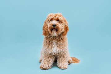 Curly brown Labradoodle or poodle dog on a blue background, portrait of a dog