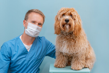 A male veterinarian young man in a blue uniform with a curly brown Labradoodle or poodle dog on the...