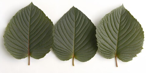 Obraz premium Three Green Leaves Close Up Detailed Nature Photography