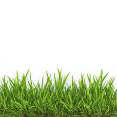 Fototapeta premium Lush green grass, a vibrant display of natural beauty, growing under a sunny sky. The grass looks healthy, creating a sense of freshness and vitality