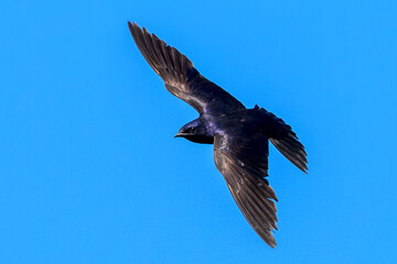 Male Purple Martin in Flight Against Clear Blue Sky — Vibrant Wildlife Bird Photography Showing Graceful Wings, Shimmering Plumage, and Natural Freedom in Detailed Avian Motion