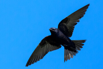 Obraz premium Male Purple Martin in Flight Against Clear Blue Sky — Vibrant Wildlife Bird Photography Showing Graceful Wings, Shimmering Plumage, and Natural Freedom in Detailed Avian Motion