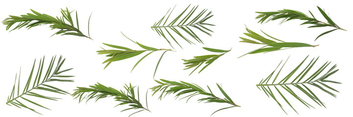 palm tree ad bottle brush branches on transparent background.