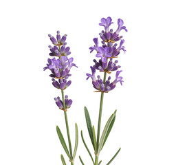 Obraz premium Two Stems of Lavender Flowers Isolated on Black Background Beautiful Purple Blossoms in Full Bloom isolated on a transparent background.