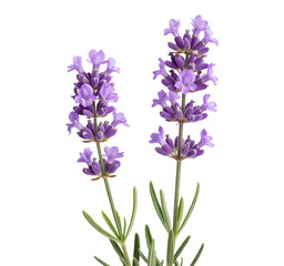 Obraz premium Two Stems of Lavender on a Black Background with Delicate Purple Flowers and Green Leaves isolated on a transparent background.