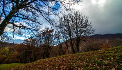 A serene autumnal landscape unfolds with colorful foliage draped over rolling hills, a moody sky, and bare branches silhouetted against the light.