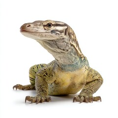 Obraz premium Close-up shot of a beautiful lizard, showcasing its unique scales and features 