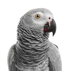 Obraz premium A stunning close-up of a magnificent African Grey Parrot, showcasing its striking grey plumage and intelligent gaze. The parrot appears focused and alert.