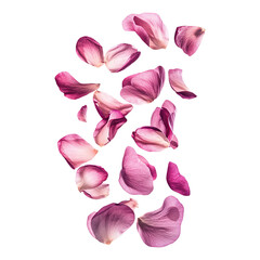 flying pink petals isolated on transparent background