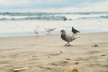 Groups of pigeons and seagulls are seen foraging on the sandy beach. The gray sky looms overhead, while gentle waves lap at the shore, creating a serene coastal atmosphere.