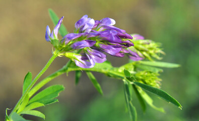 The field is blooming alfalfa