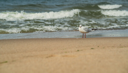 A seagull stands on the wet sand at the edge of a beach while gentle waves roll in under a bright sky. The early morning light casts a serene atmosphere.