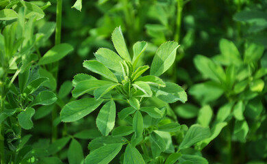 In the spring field young alfalfa grows